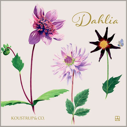 Koustrup & Co. Dahlia Note Cards