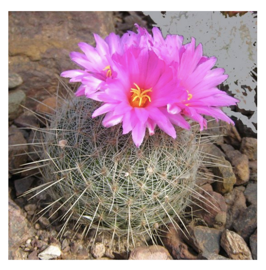 Cactus Flower Swedish Dishcloth