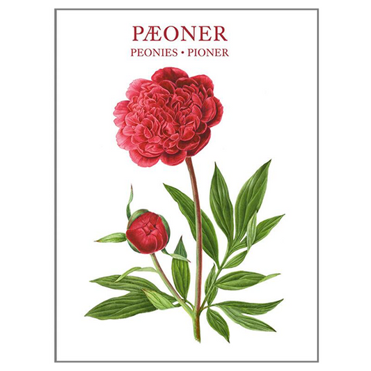 Koustrup & Co. Peony Note Cards